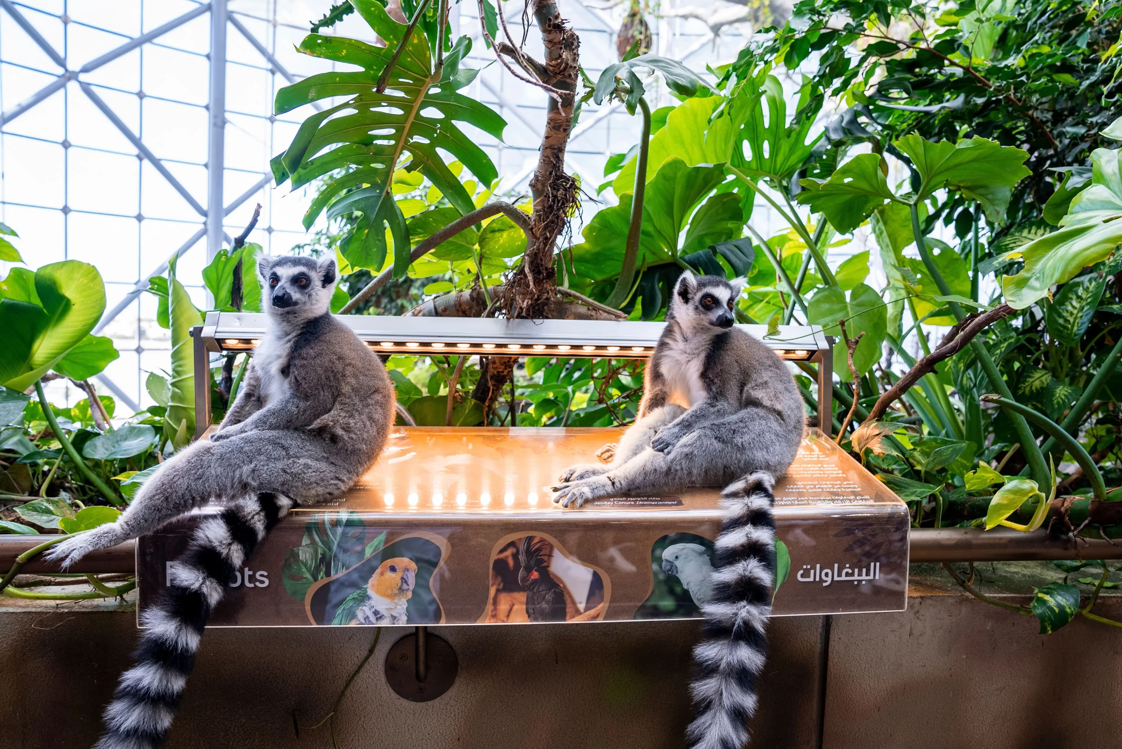 Green Planet Dubai - 